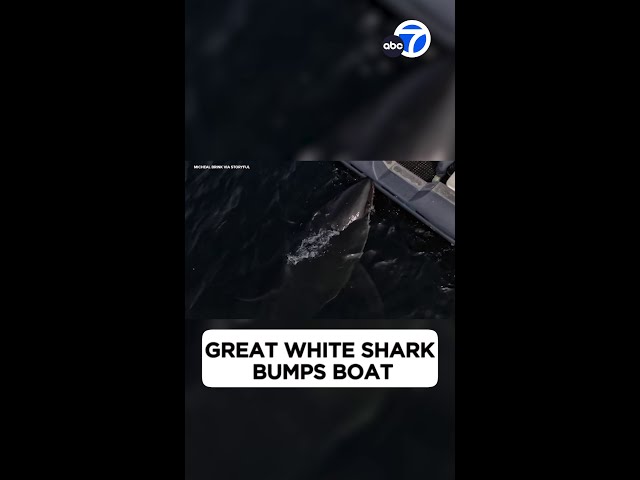 ⁣Great white shark bumps boat