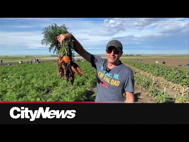 ⁣Landscape supply company east of Calgary strives to help the Calgary Food Bank