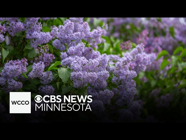 Weather whiplash prompts second lilac blooms