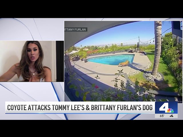 Coyote attacks Tommy Lee’s, wife’s dog