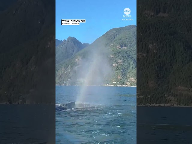 Rainbow emerges after whale spouts near Canadian coast