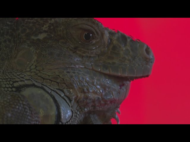 ⁣Iguana escapes through the window of a home in Denver