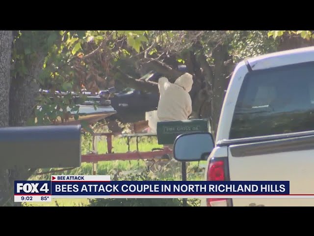 ⁣Bee attack leaves North Richland Hills elderly man in ICU