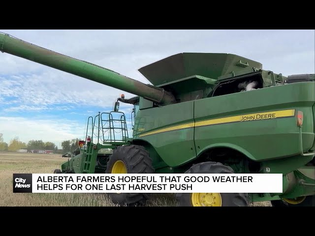 ⁣Alberta farmers hopeful good weather helps for one last harvest push