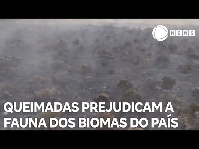 ⁣Queimadas prejudicam a fauna dos principais biomas do Brasil