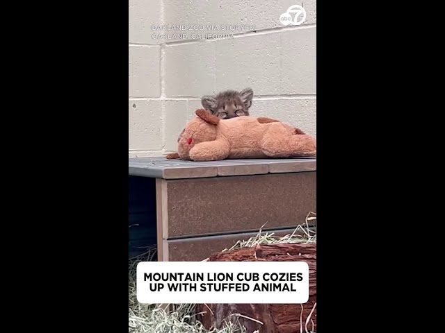 Mountain lion cub cozies up with stuffed animal