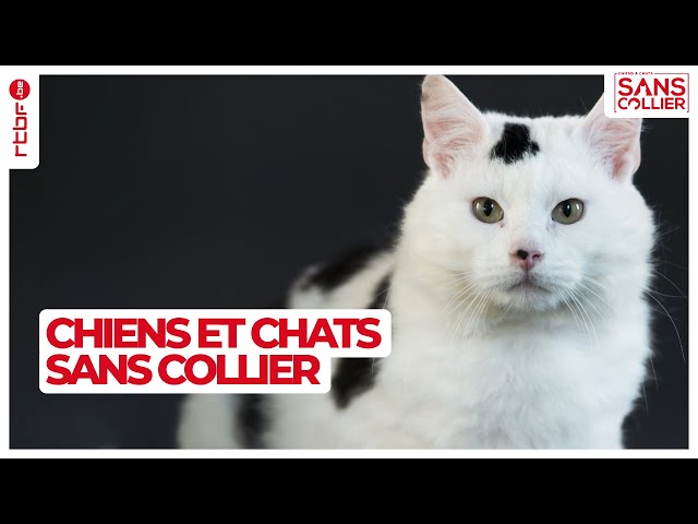 Chiens et chats sans collier S05E07