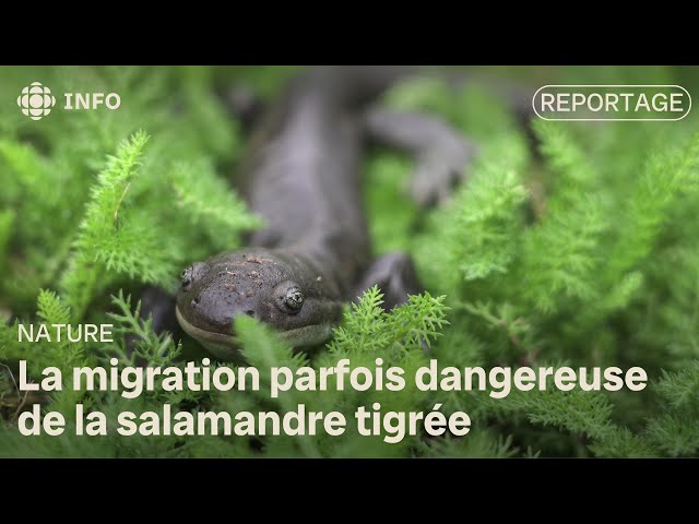 ⁣Les salamandres à Saint-Léon au Manitoba entreprennent leur migration annuelle