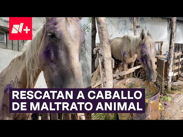 ⁣Rescatan a caballo usado para recolectar basura; Tenía los riñones dañados por maltrato animal - N+