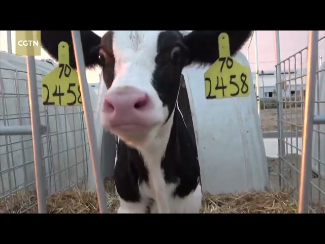 ⁣Inside a dairy farm in northwest China's Xinjiang