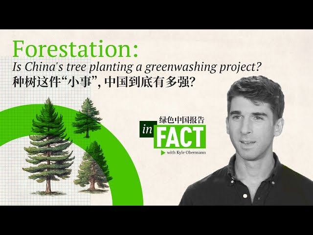 ⁣Forestation: Is China's tree planting a greenwashing project?