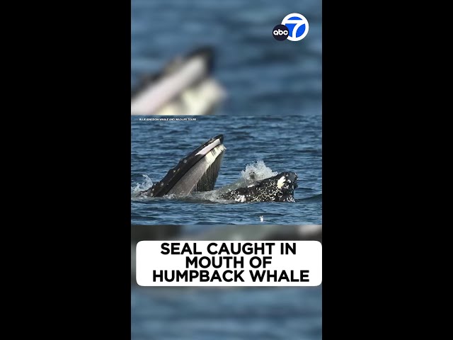 Seal caught in mouth of humpback whale