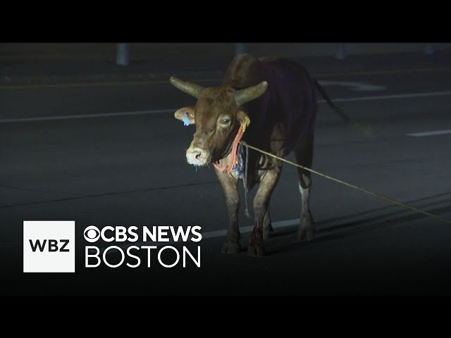 Hunt for escaped rodeo bull ends with dramatic capture on Massachusetts highway