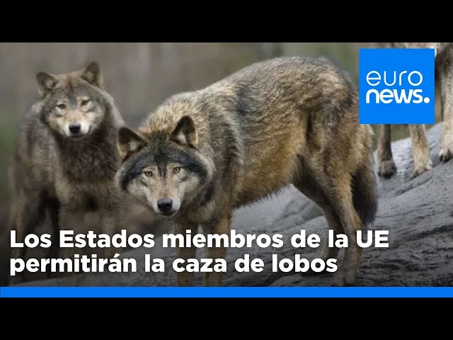 ⁣Los Estados miembros de la UE permitirán la caza de lobos