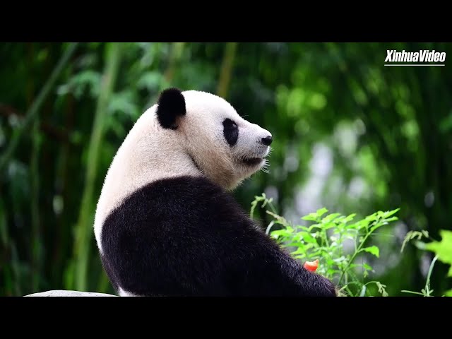 ⁣Welcome An An and Ke Ke: Hong Kong's new Panda pair