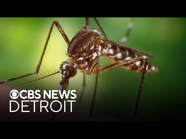 Tips on how to avoid mosquito-borne illnesses