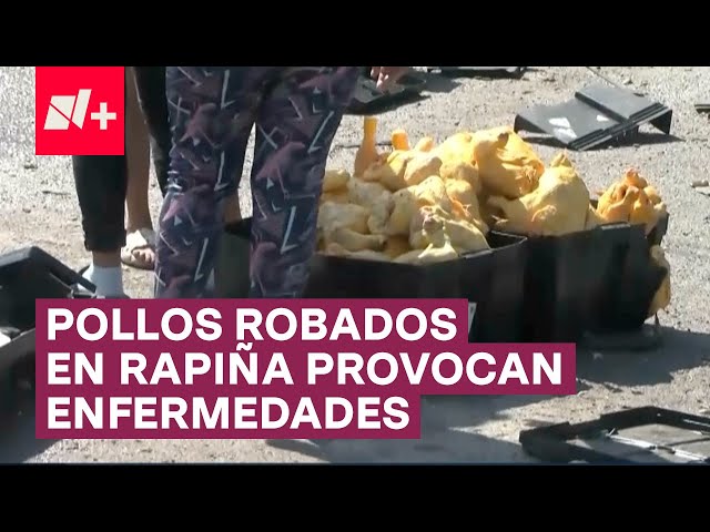 ⁣Venden en Facebook pollos robados en rapiña; Podrían provocar enfermedades - N+