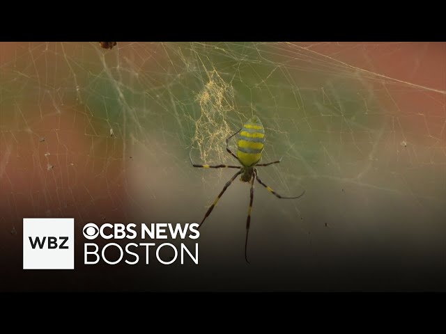 ⁣Joro spider native to East Asia spotted for the first time in Boston