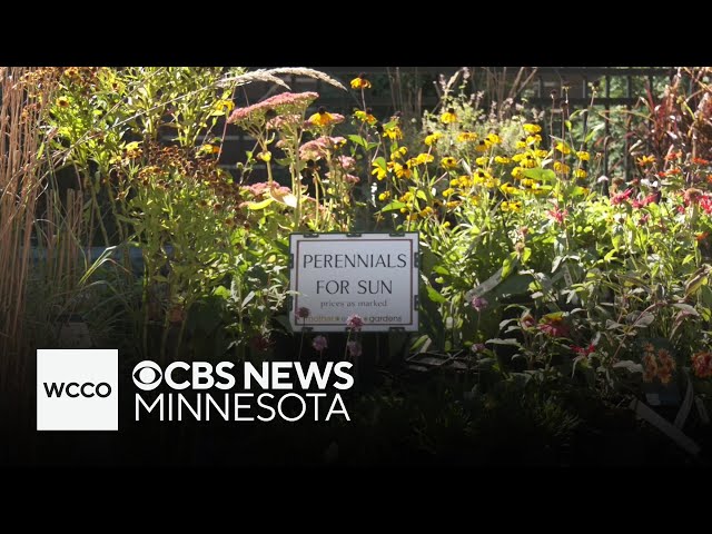 ⁣How to prep your yard amid Minnesota’s dry September