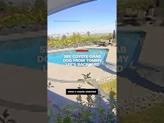 ⁣See coyote grab dog from Tommy Lee's backyard