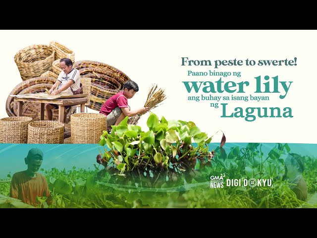 ⁣How this town in Laguna is turning water lily pests into sustainable products | DigiDokyu