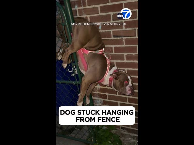 ⁣Dog stuck hanging from fence