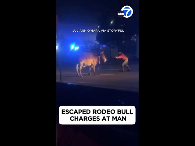 ⁣Escaped rodeo bull charges at man