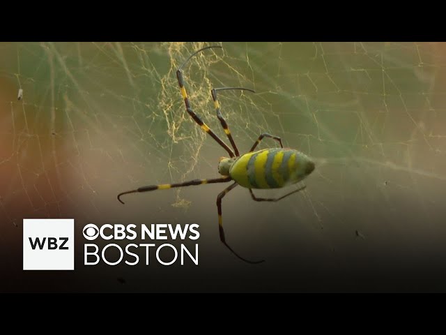 Flying Joro spider spotted in Massachusetts for first time