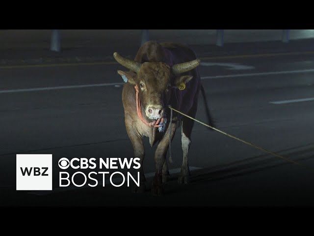 North Attleboro reveals how bulls escaped rodeo at mall