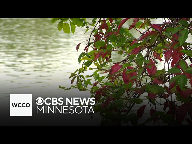 Why the fall colors are arriving late this year