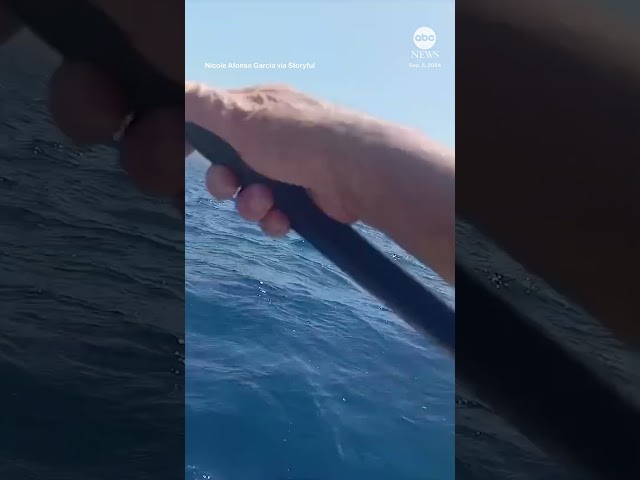 ⁣Kayaker fights off shark with paddle - ABC News