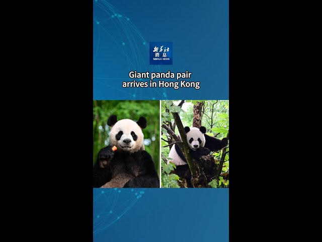 ⁣Xinhua News | Giant panda pair arrives in Hong Kong