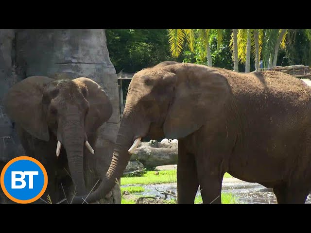 ⁣An intimate look inside Walt Disney World's incredible African elephant herd