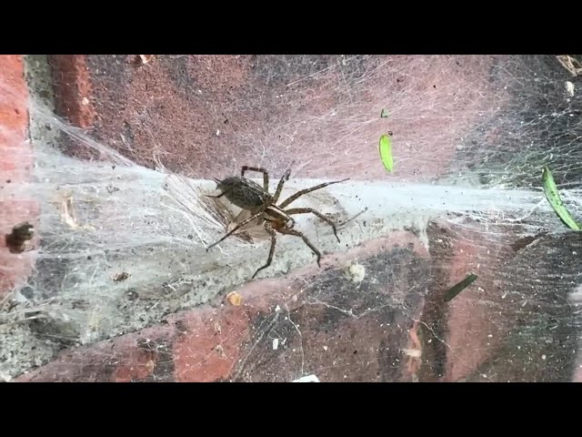 ⁣Why are Metro Detroiters seeing more spiders than usual?