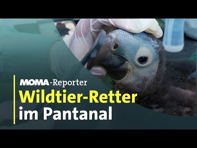 ⁣Wildtierretter im brennenden Urwald | ARD-Morgenmagazin