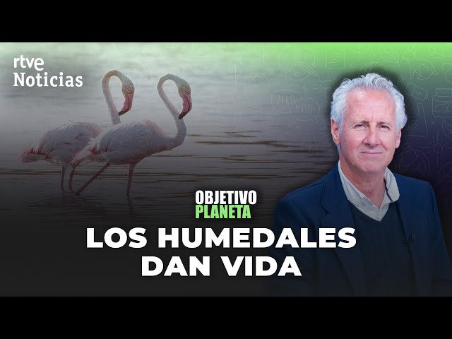 ⁣OBJETIVO PLANETA  EN DIRECTO: LORENZO MILÁ y LOS HUMEDALES | RTVE Noticias