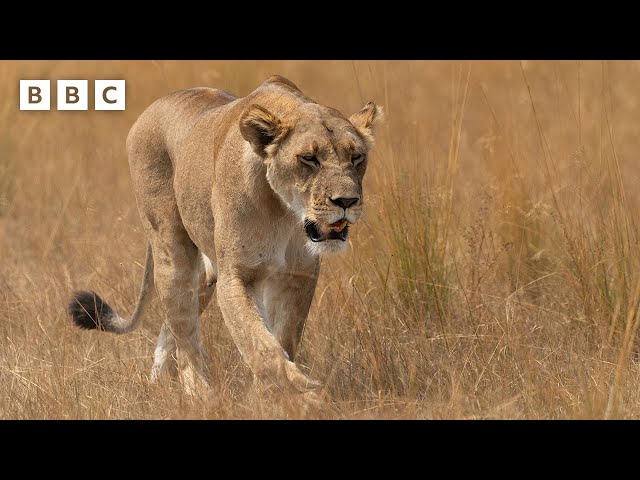 ⁣Lions  vs Crocodile  - BBC