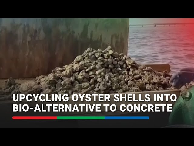 ⁣Upcycling oyster shells into bio-alternative to concrete