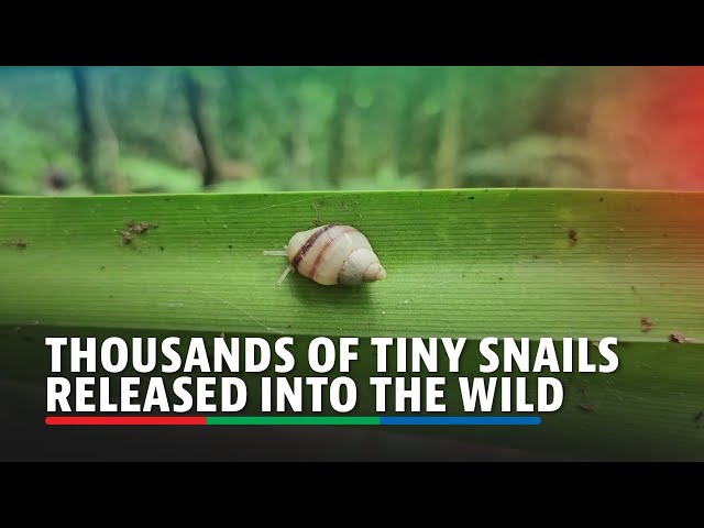 ⁣Thousands of tiny snails released into the wild