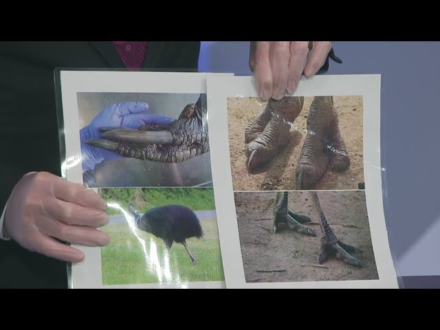 Comparing the anatomy of birds and dinosaurs with the Michigan Science Center