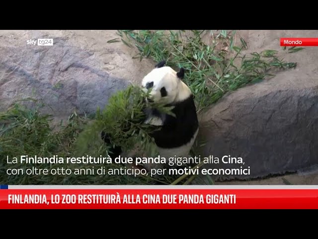 ⁣Finlandia, restituiti alla Cina panda giganti del Paese