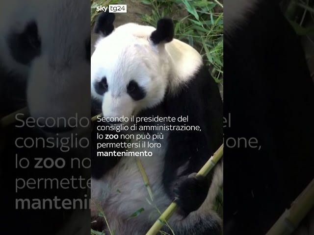 ⁣Finlandia, restituiti alla Cina panda giganti del Paese