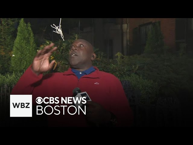 ⁣WBZ reporter pranked on live TV by fake spider while covering Joro spider in Boston