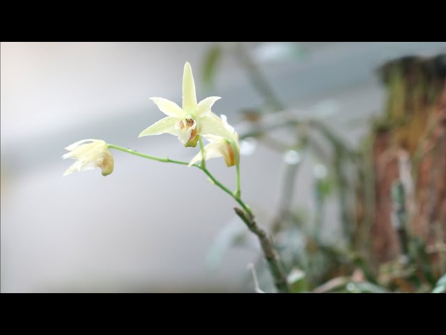 ⁣Subtropical plant reaches NE China, boosting local agricultural development