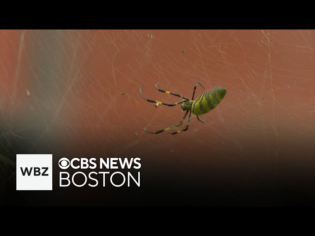 ⁣Giant Joro spider spotted in Boston's Beacon Hill, leaving residents on high alert