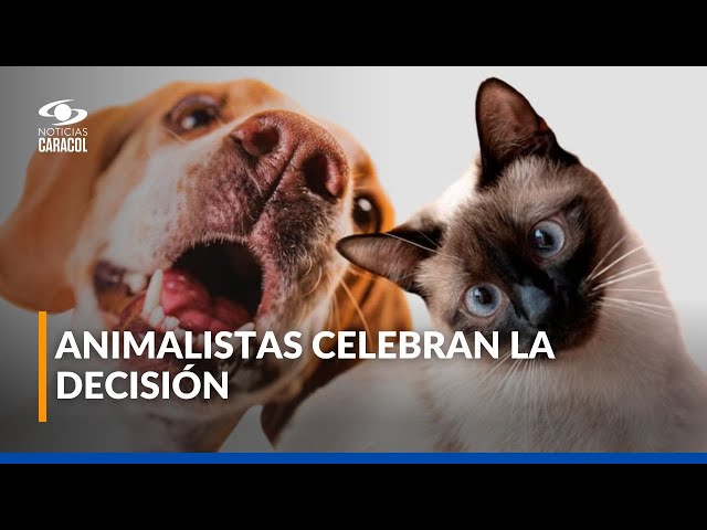 ⁣¿Qué factores tuvo en cuenta la Corte para establecer que mascotas no son embargables?