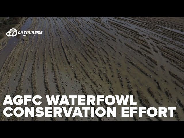 ⁣Arkansas Game and Fish Commission enlists farmers in waterfowl habitat conservation effort