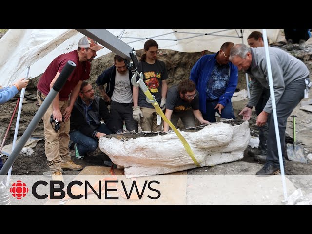 ‘Big Sam’ pachyrhinosaurus skull unearthed in northern Alberta