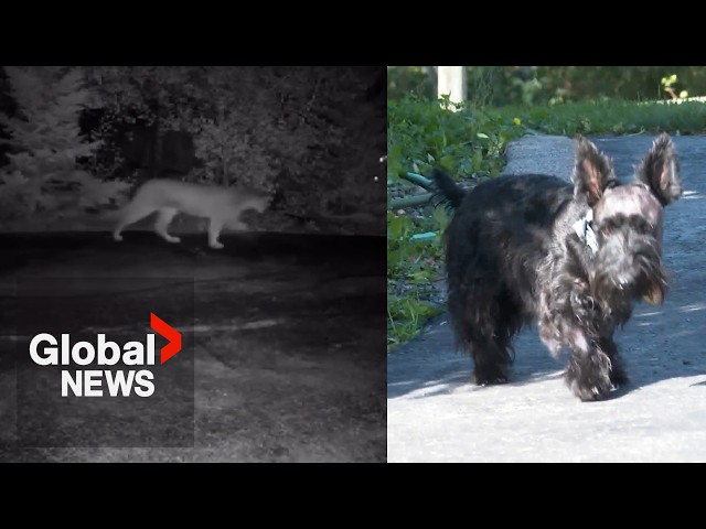 ⁣Dog survives cougar attack in Alberta, encounter caught on surveillance video