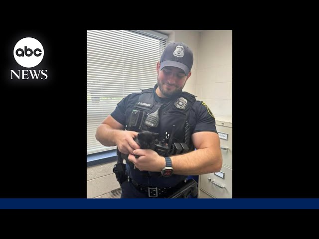 ⁣Police officer stops traffic to rescue kitten from road